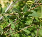 Viburnum lantana