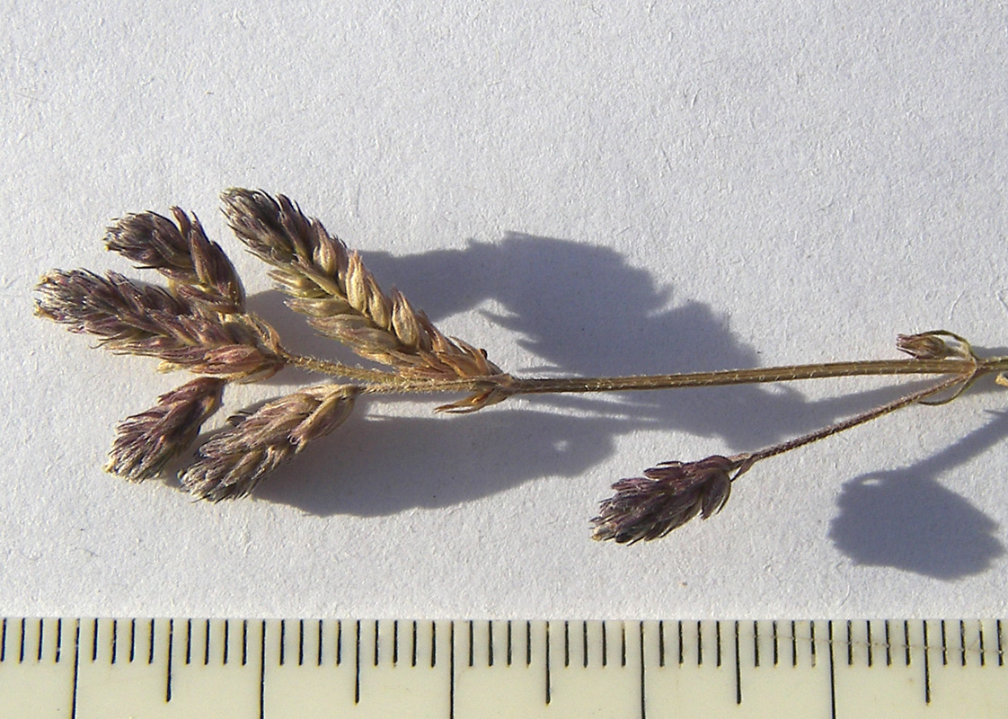 Image of Verbena brasiliensis specimen.