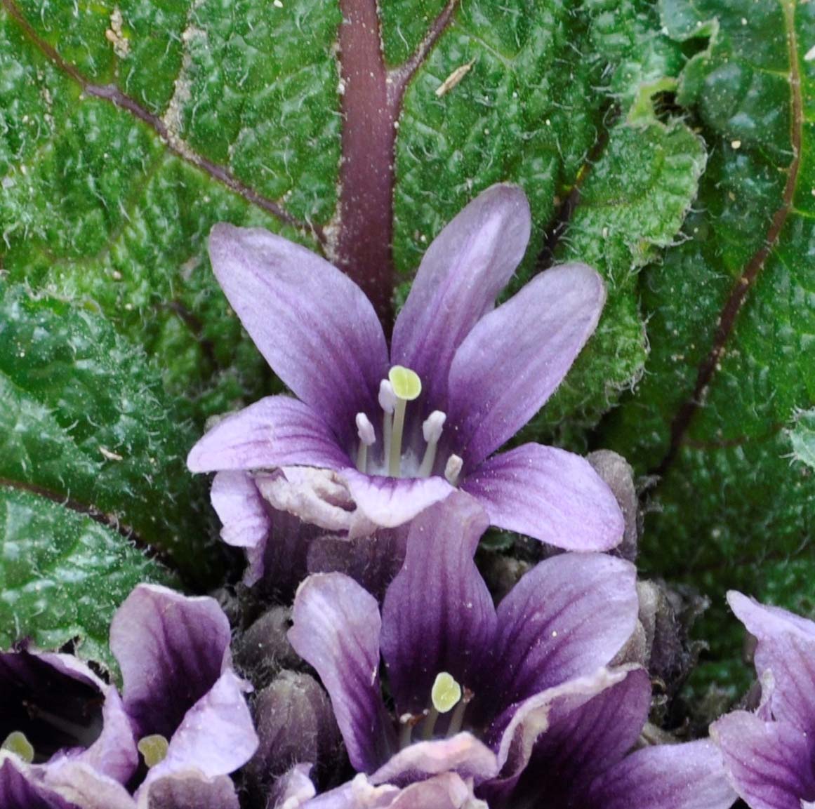 Image of Mandragora autumnalis specimen.