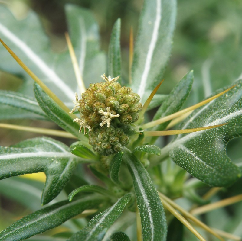 Image of Xanthium spinosum specimen.