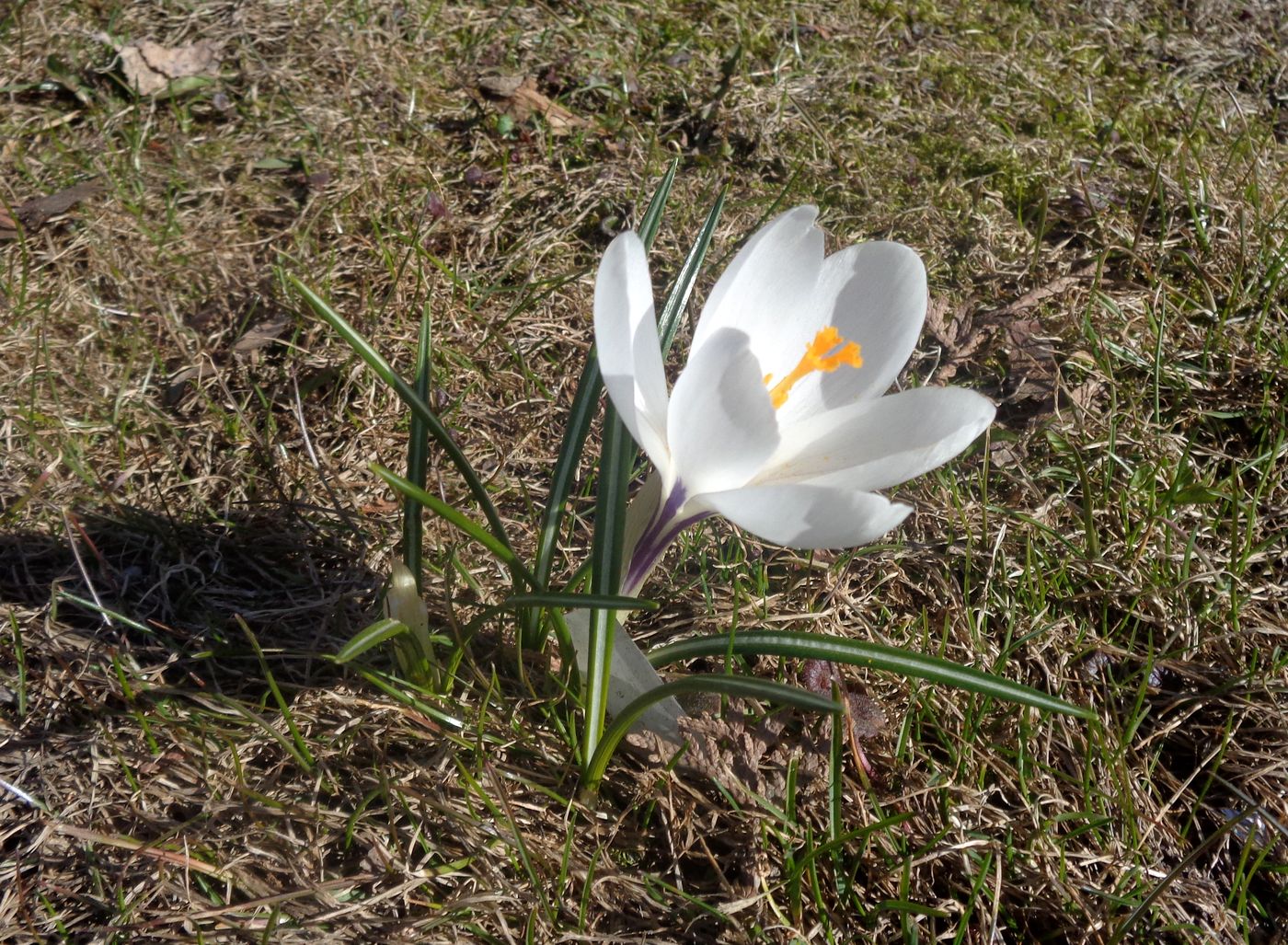 Image of Crocus vernus specimen.