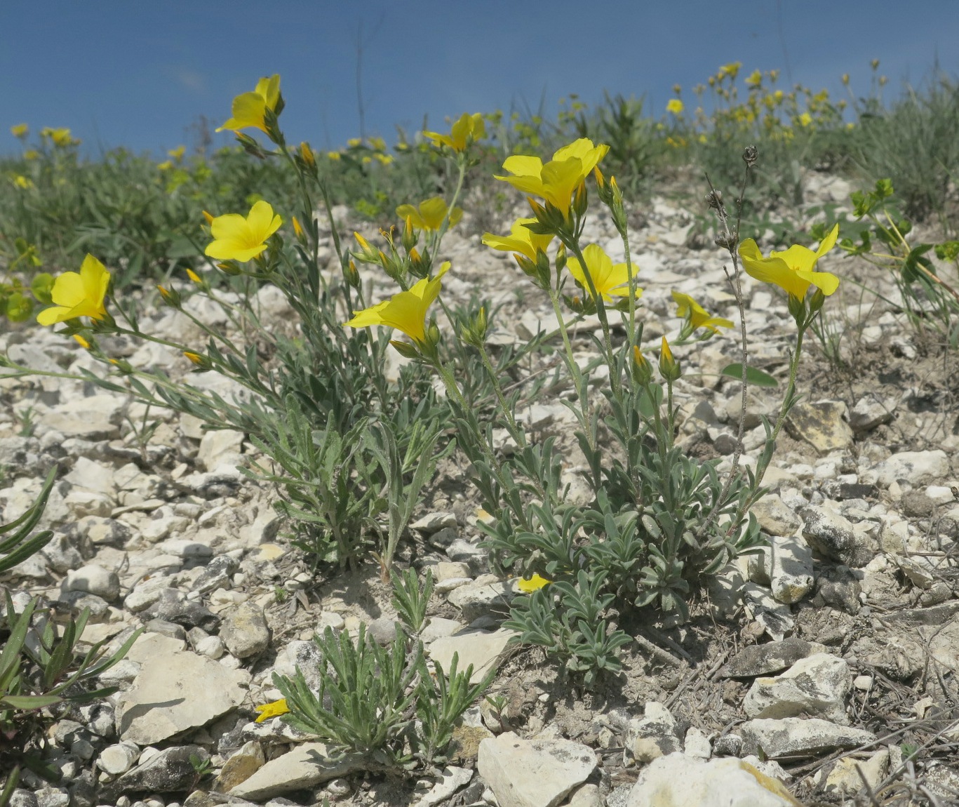 Image of Linum czernjajevii specimen.