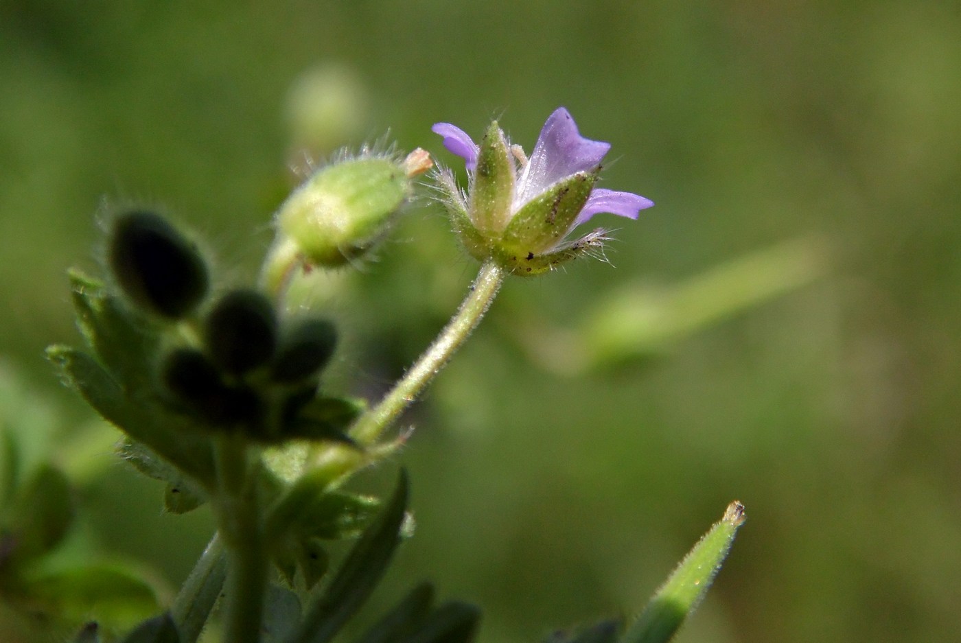 Image of Geranium pusillum specimen.