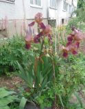 Iris × hybrida. Цветущее растение. Тверская обл., г. Тверь, Заволжский р-н, клумба возле многоэтажки. 1 июня 2019 г.