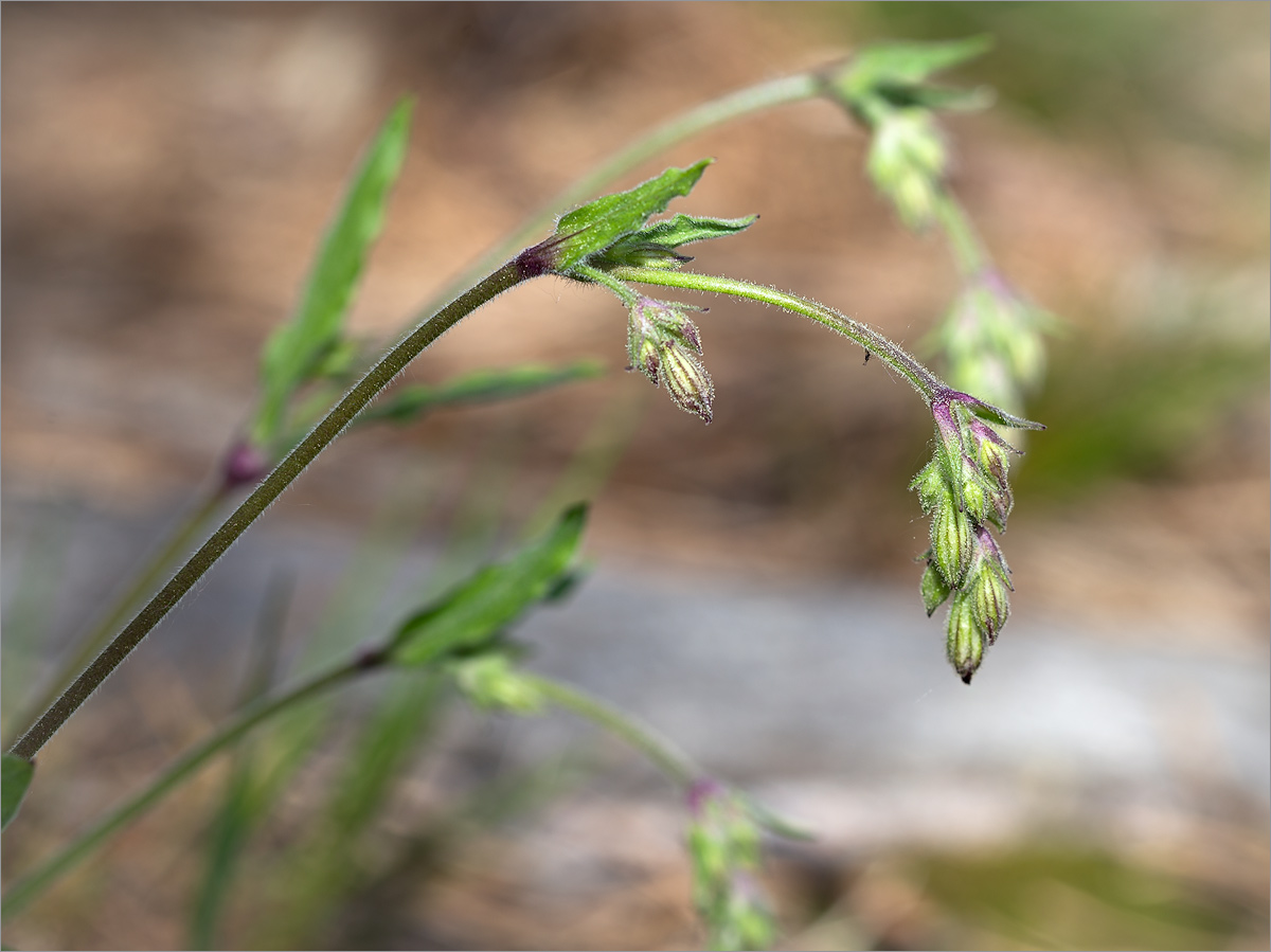 Изображение особи Silene nutans.