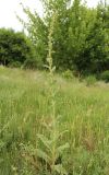 род Verbascum