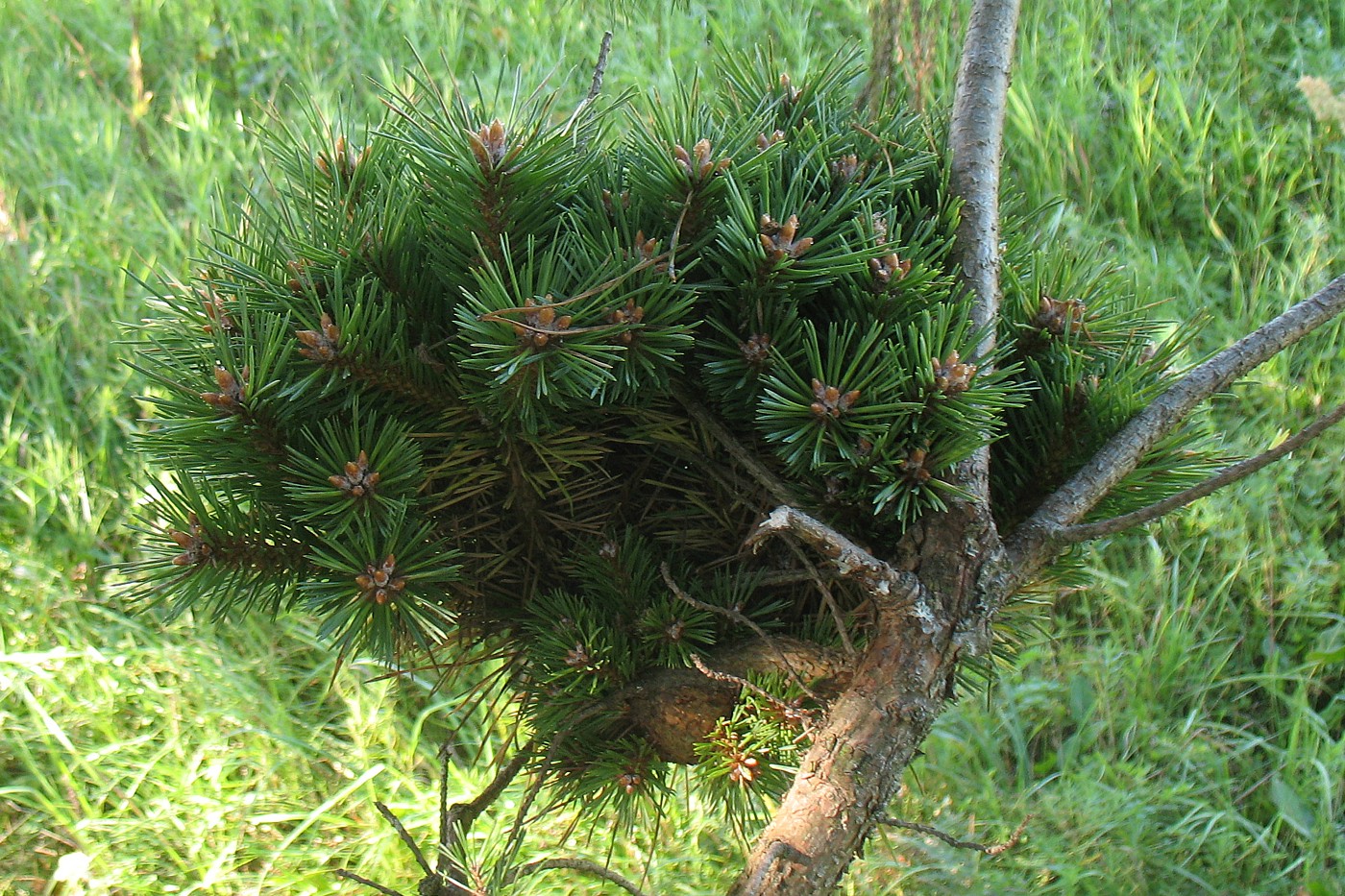 Изображение особи Pinus sylvestris.