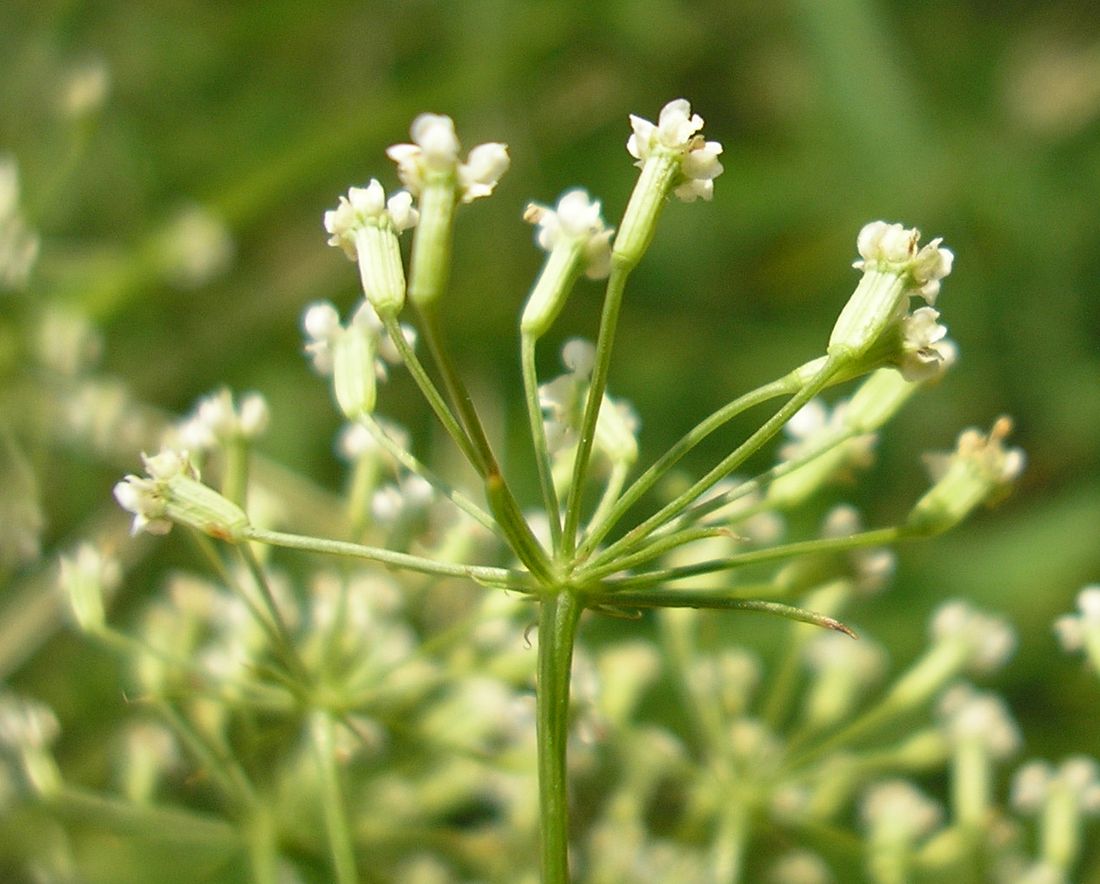 Изображение особи Falcaria vulgaris.