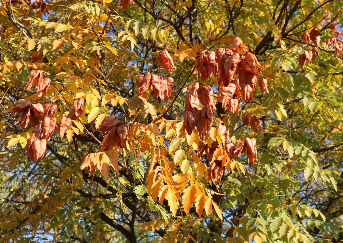 Image of Koelreuteria paniculata specimen.