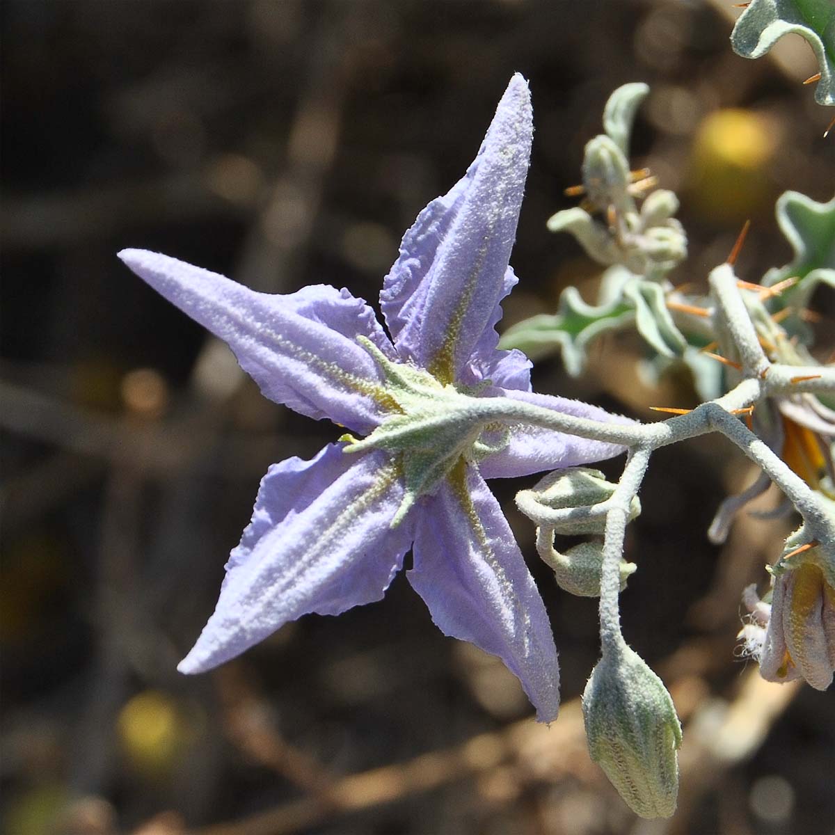 Image of Solanum elaeagnifolium specimen.