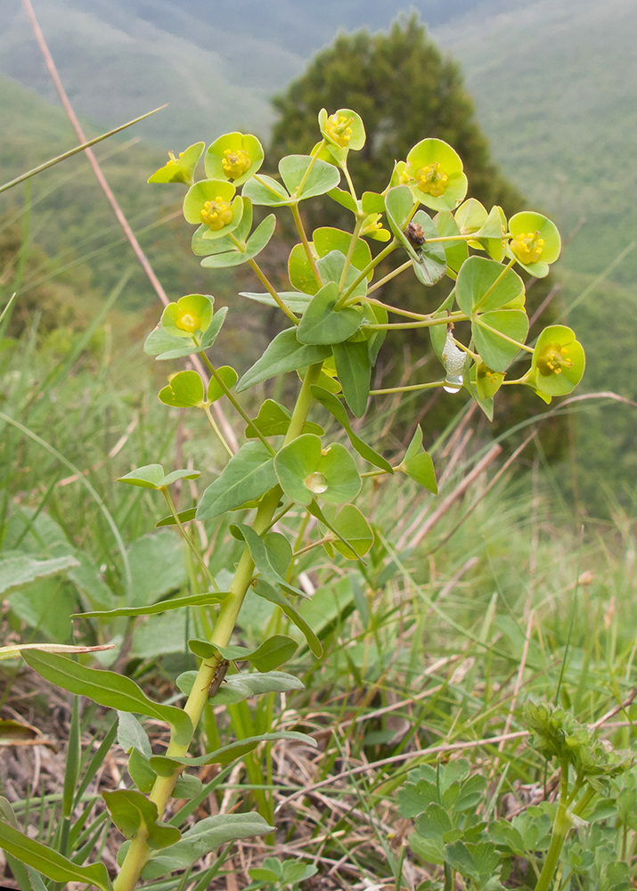 Image of Euphorbia condylocarpa specimen.