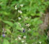 Zigadenus sibiricus. Соцветие. Иркутская обл., Слюдянский р-н, мыс Шаманский, у подножия склона. 19.07.2019.