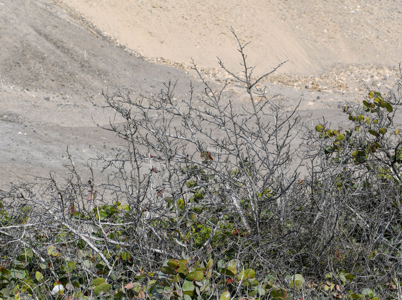 Image of Coccoloba uvifera specimen.