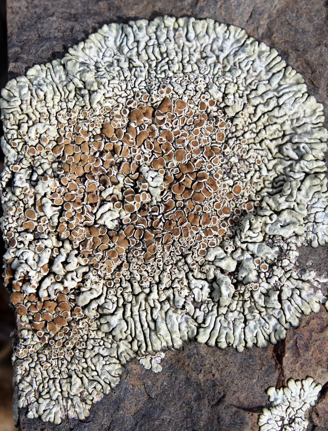 Image of Lecanora garovaglii specimen.