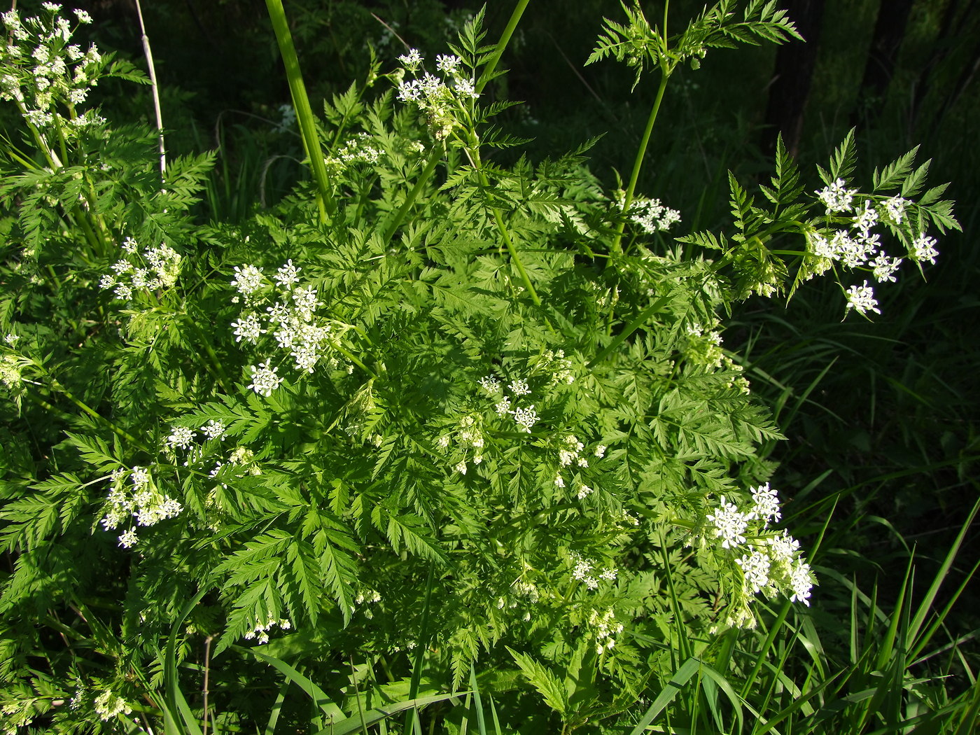 Image of Anthriscus sylvestris specimen.