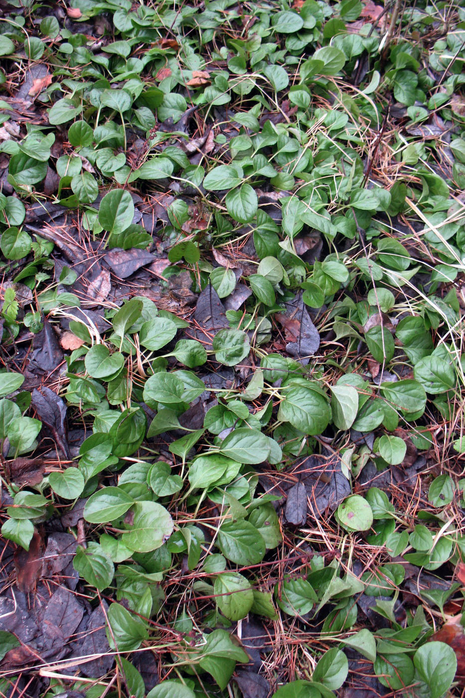 Image of Pyrola rotundifolia specimen.