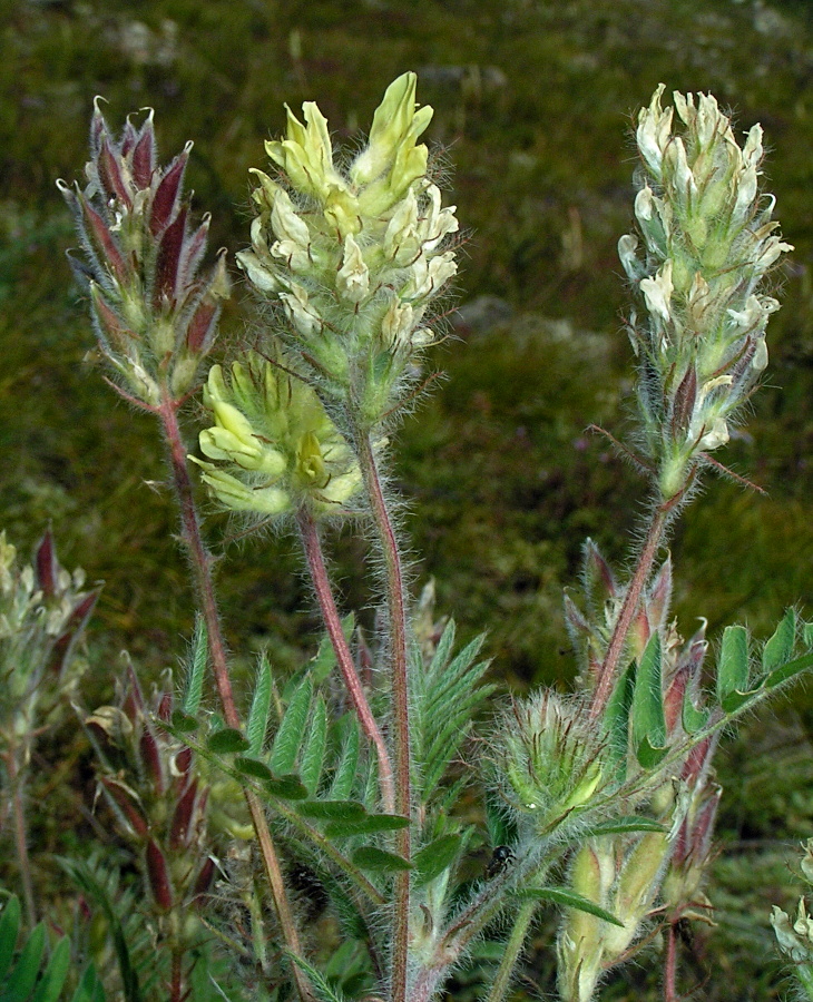 Изображение особи Oxytropis pilosa.