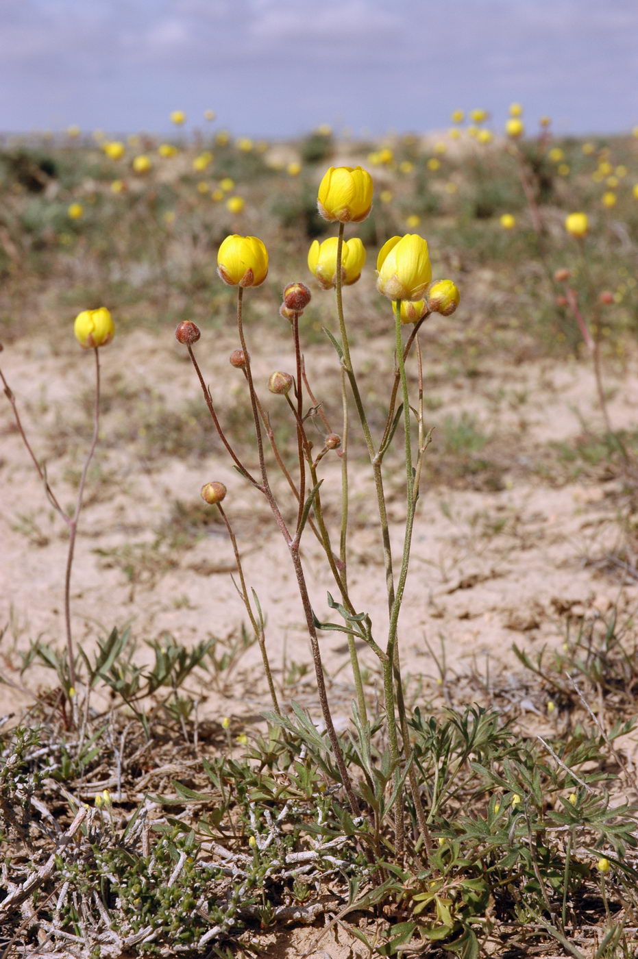 Image of Ranunculus platyspermus specimen.