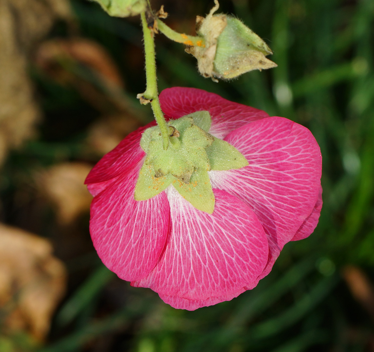 Image of Alcea rosea specimen.