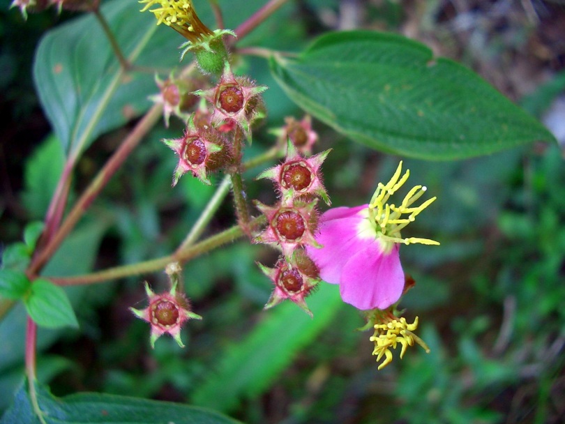 Image of Tibouchina incarum specimen.