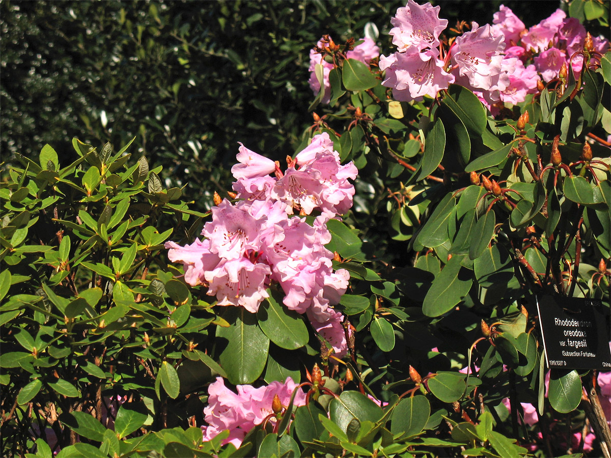 Изображение особи Rhododendron oreodoxa var. fargesii.