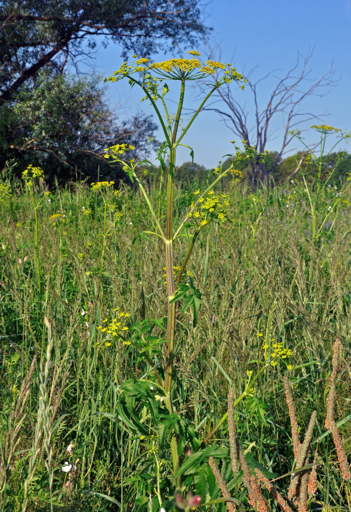 Image of Pastinaca sativa specimen.