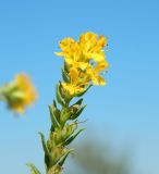 Orthanthella lutea