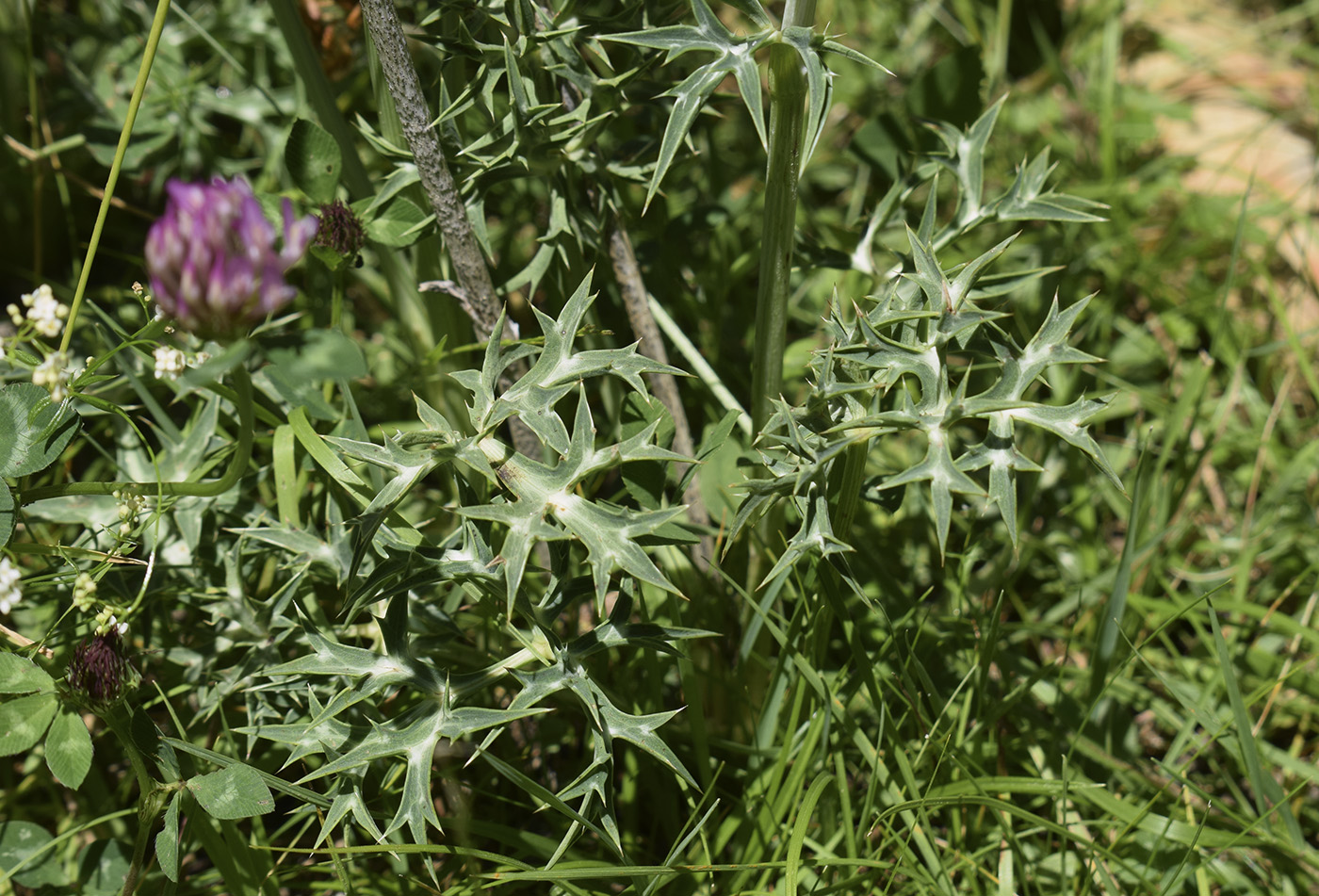 Image of Eryngium bourgatii specimen.