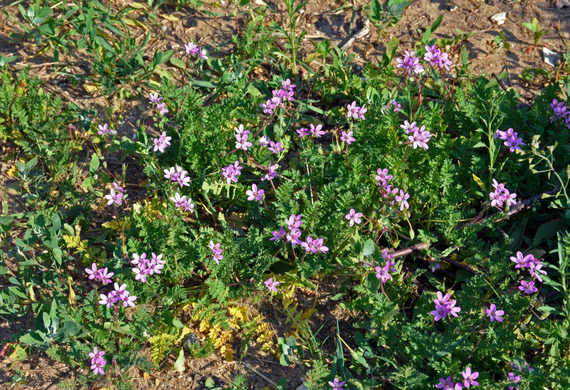 Image of Erodium cicutarium specimen.