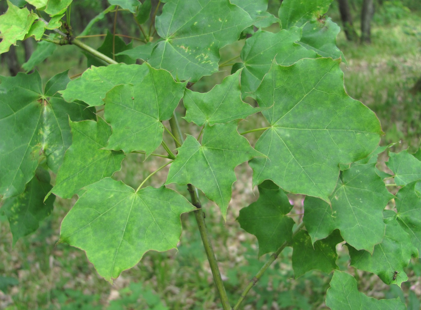 Image of Acer cappadocicum specimen.