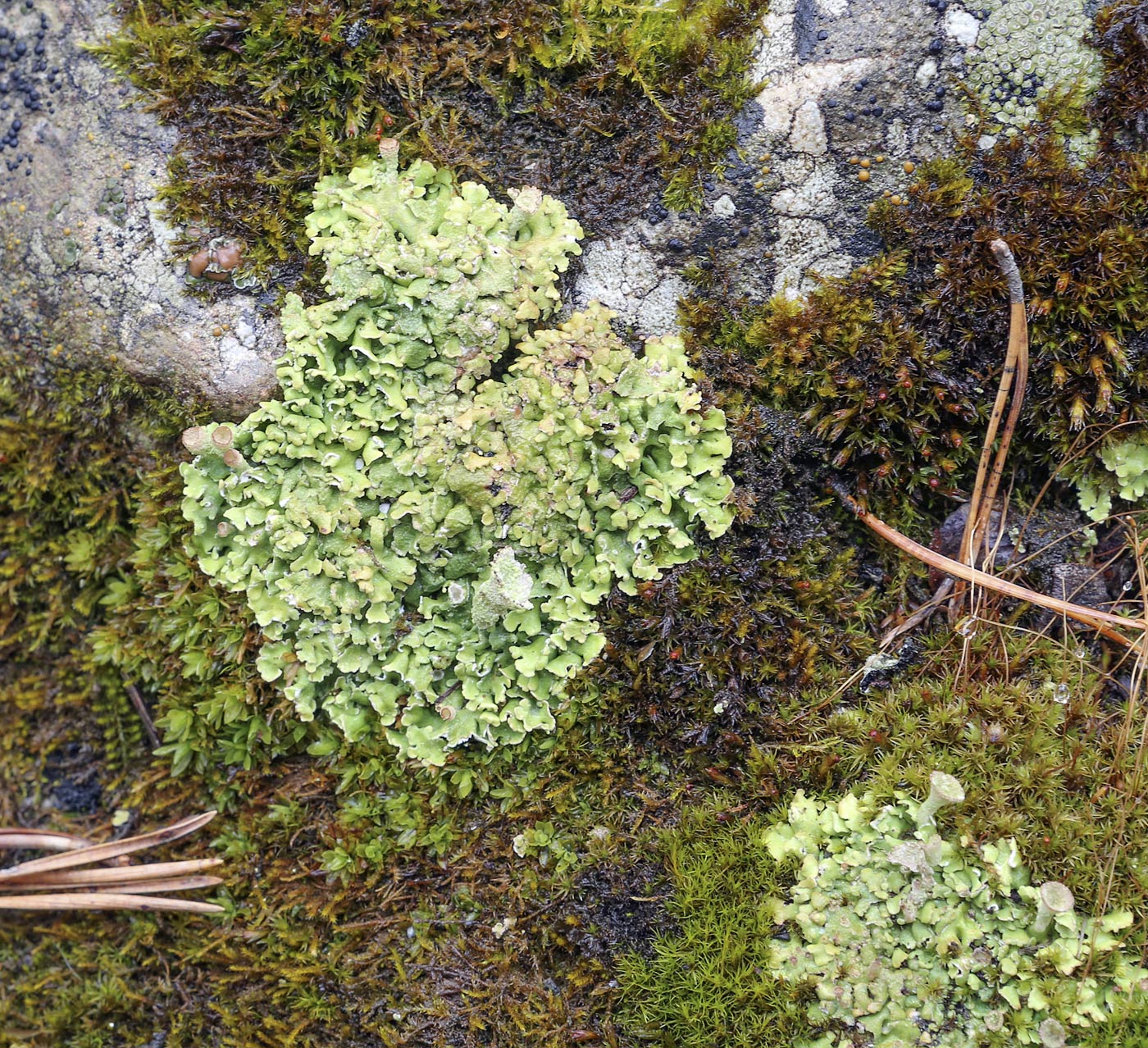 Image of genus Cladonia specimen.