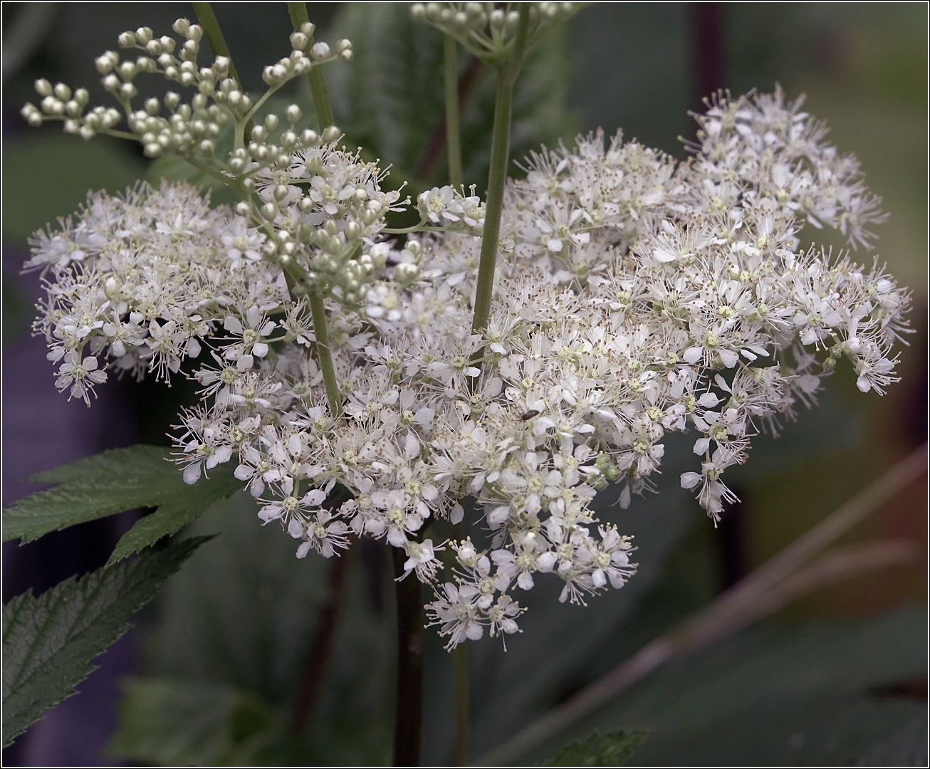 Image of Filipendula ulmaria specimen.