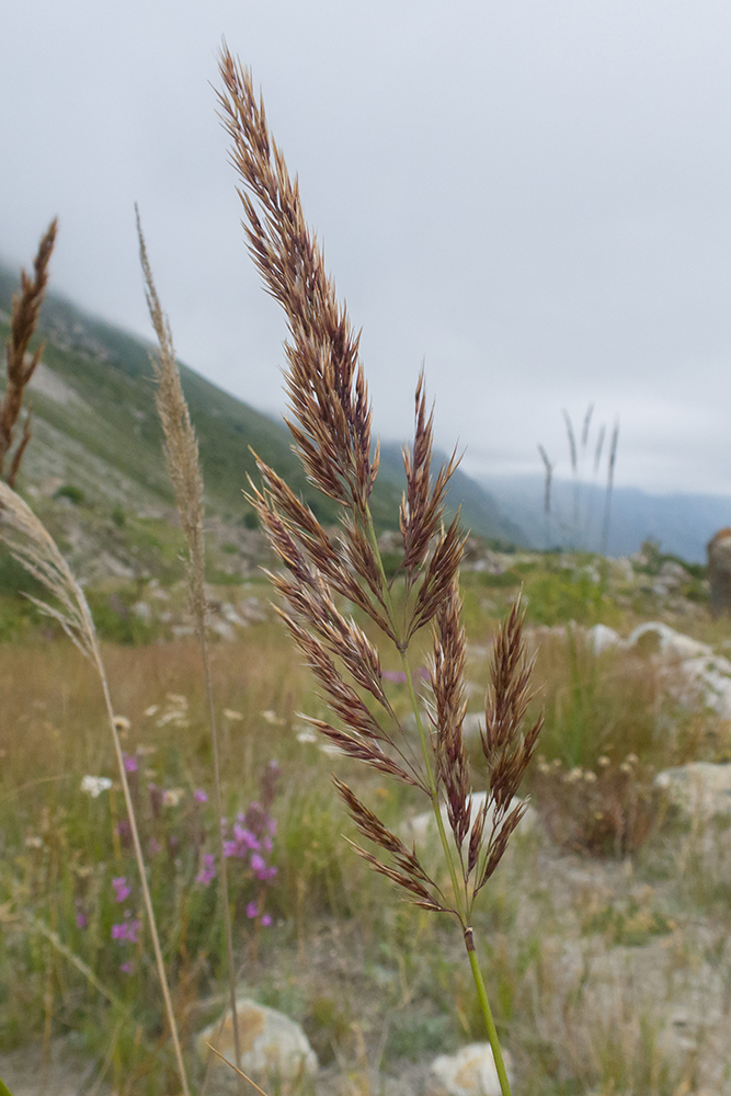 Изображение особи Calamagrostis balkharica.