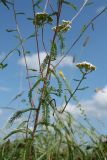 Achillea millefolium. Средняя часть цветущего растения с пазушными генеративными побегами. Псковская обл., Псковский р-н, окр. дер. Филатова Гора; дол. р. Великая, высокий пойменный разнотравно-злаковый луг. 29.07.2021.