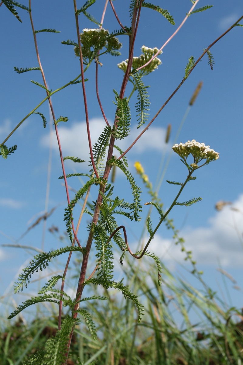 Изображение особи Achillea millefolium.