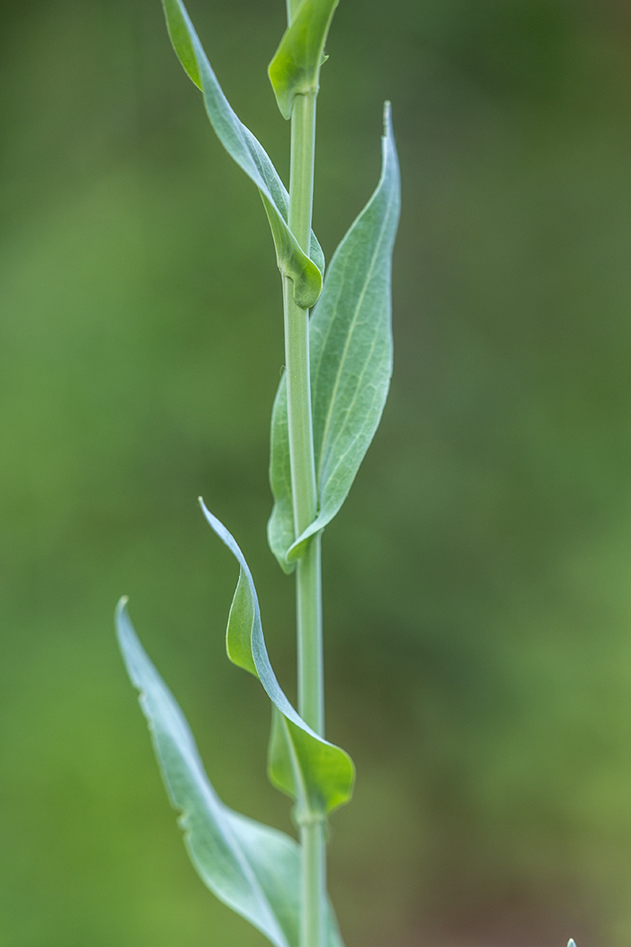 Image of Turritis glabra specimen.