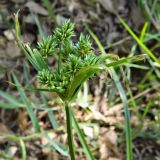 Cyperus eragrostis