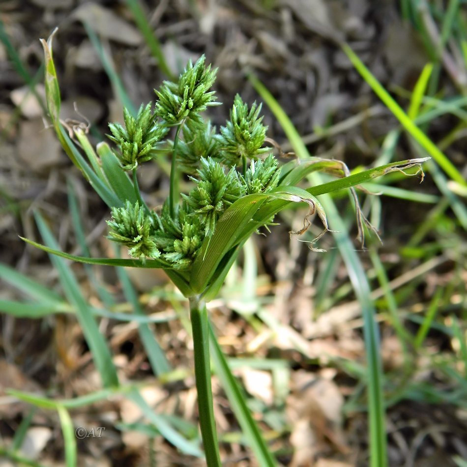 Изображение особи Cyperus eragrostis.