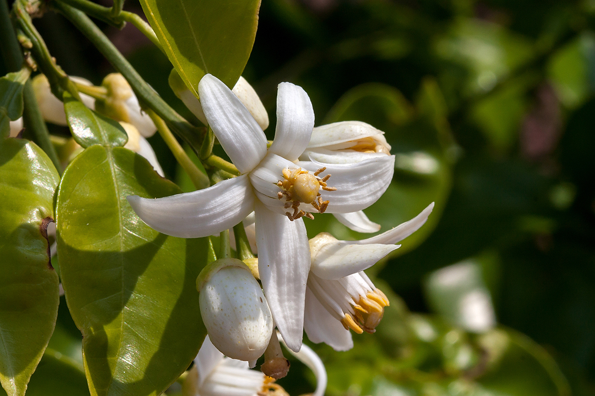 Изображение особи Citrus &times; paradisi.