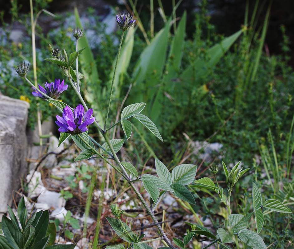 Image of Psoralea bituminosa ssp. pontica specimen.