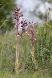 Himantoglossum comperianum