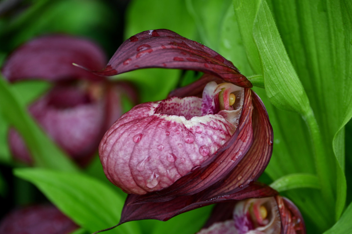 Изображение особи Cypripedium &times; ventricosum.