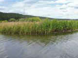 Phragmites australis