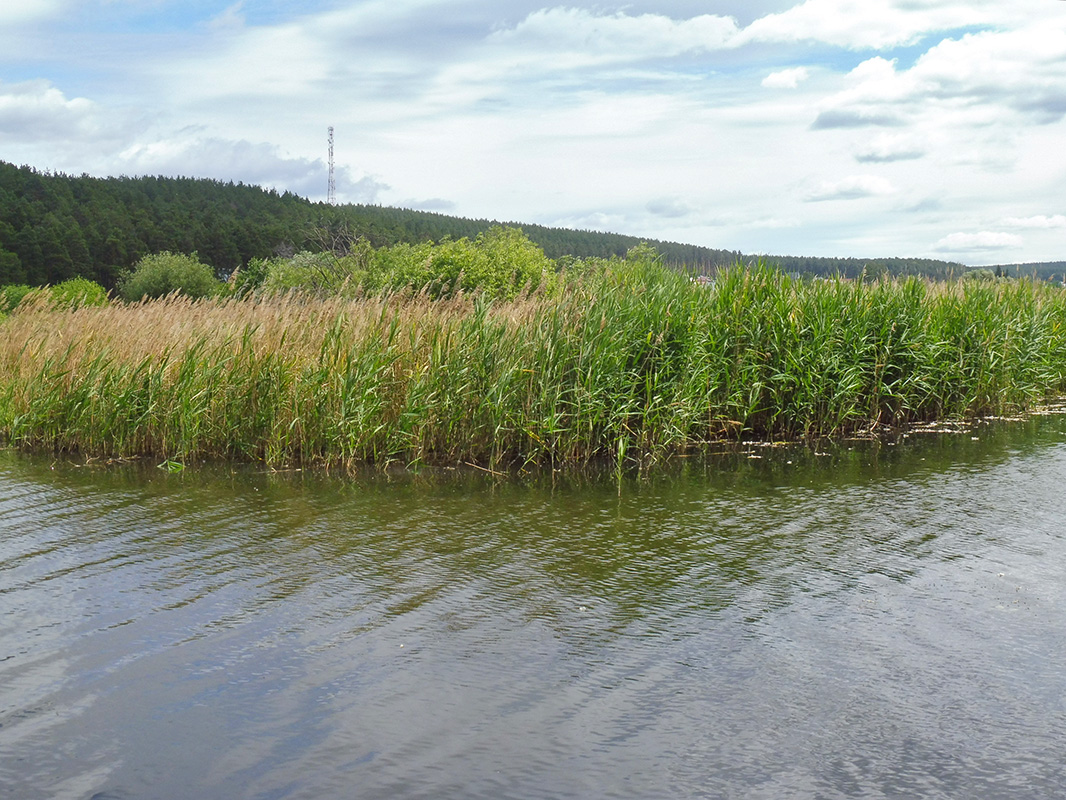 Изображение особи Phragmites australis.