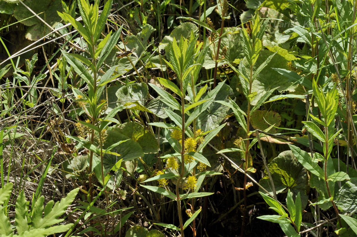 Изображение особи Naumburgia thyrsiflora.