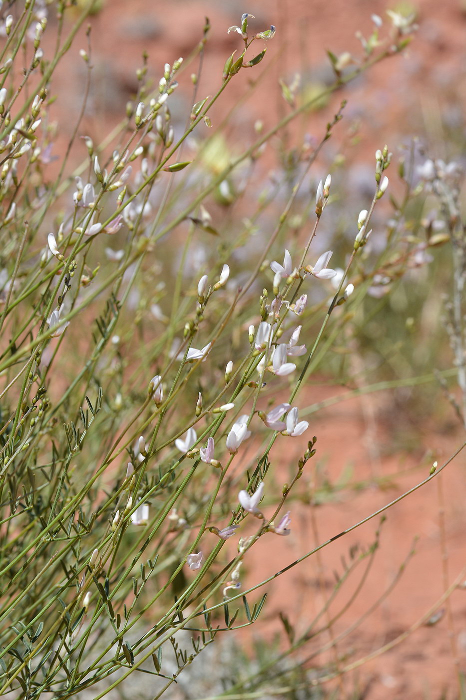 Image of Astragalus pseudomacropterus specimen.