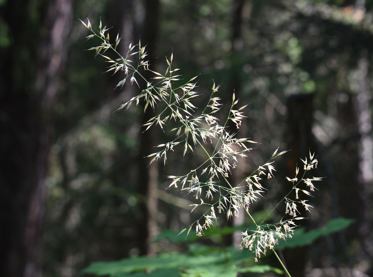 Изображение особи Calamagrostis arundinacea.