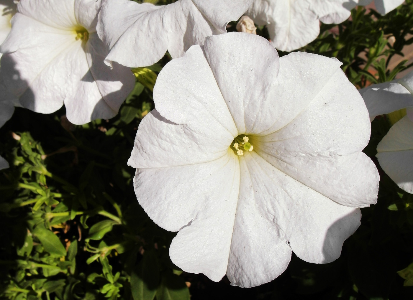 Image of Petunia &times; hybrida specimen.