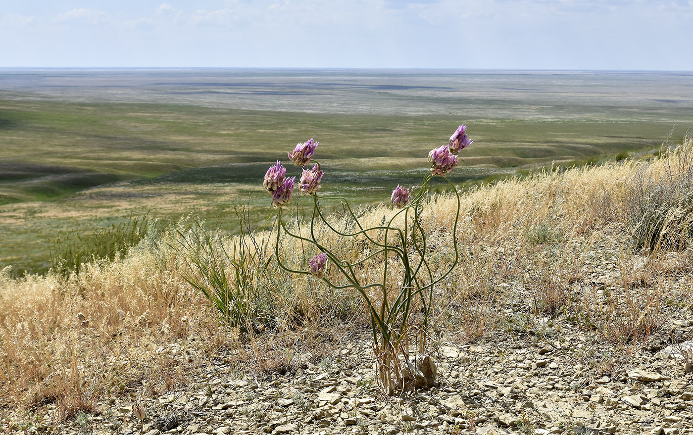 Image of Allium inderiense specimen.