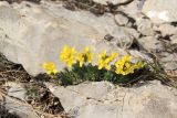 Draba cuspidata